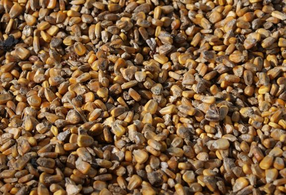 伏馬菌素 伏馬菌素