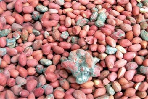 黃曲霉素 黃曲霉素