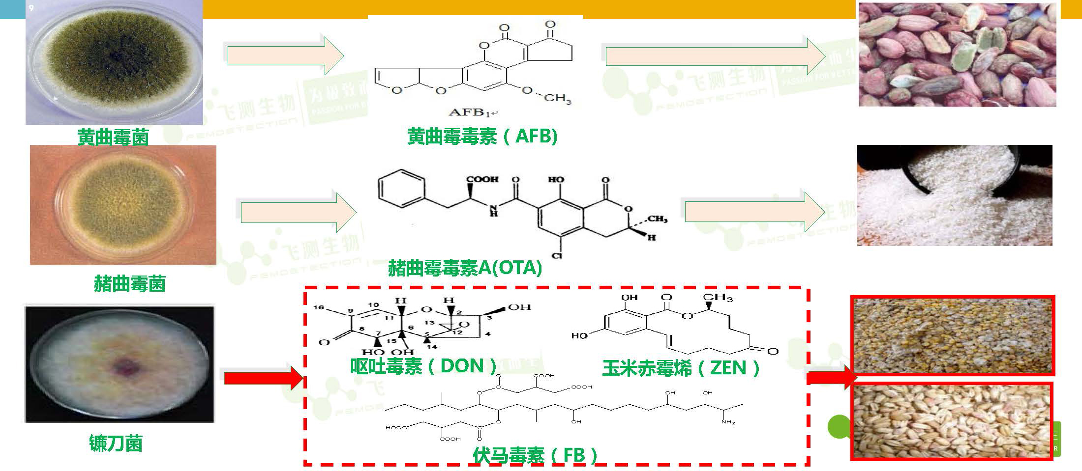 糧食中主要真菌毒素 糧食中主要真菌毒素