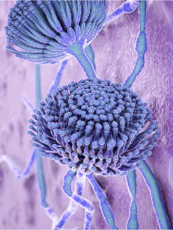 真菌毒素的來源 真菌毒素的來源