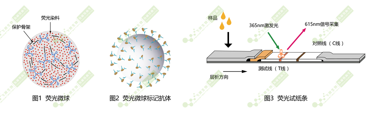 時間分辨熒光納米微球標記技術 時間分辨熒光納米微球標記技術