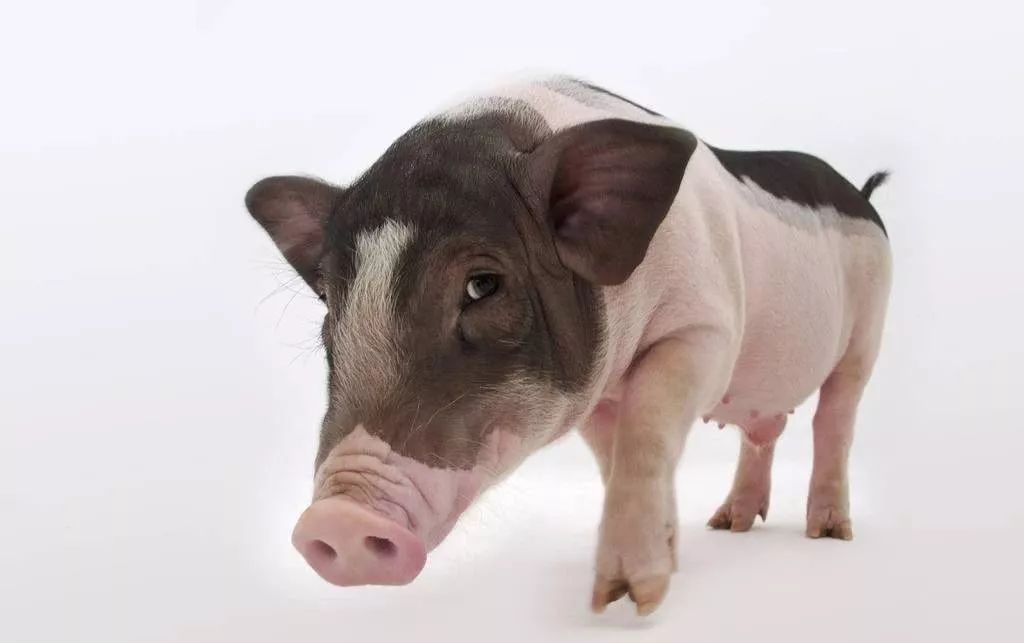 非洲豬疫病 非洲豬疫病