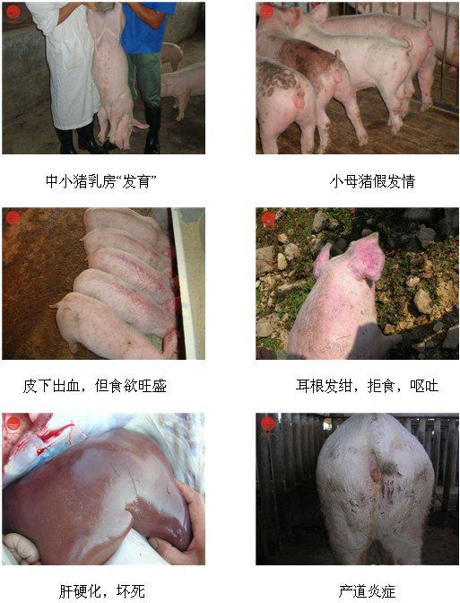 豬疫病 豬疫病