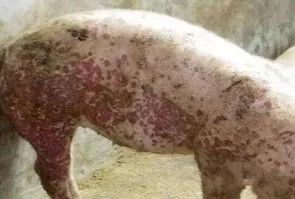 OTA對(duì)豬群健康的危害 OTA對(duì)豬群健康的危害