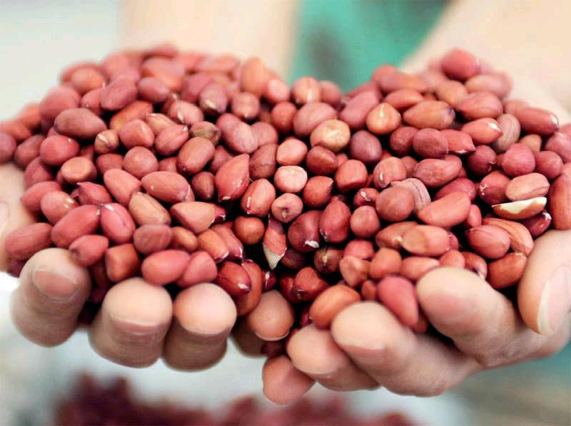 糧食真菌毒素 糧食真菌毒素