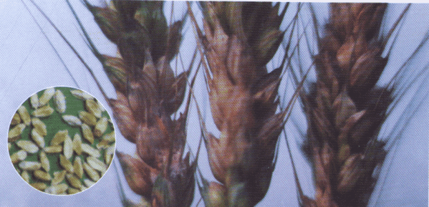 小麥赤霉病 小麥赤霉病