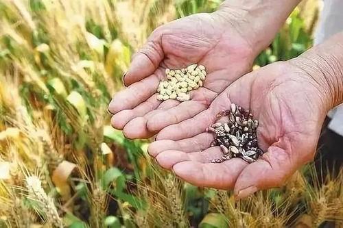 小麥赤霉病 小麥赤霉病