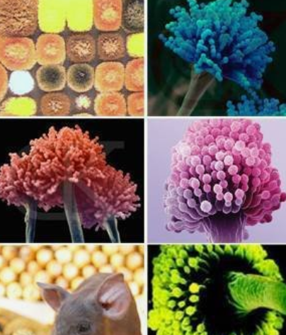 真菌毒素 真菌毒素