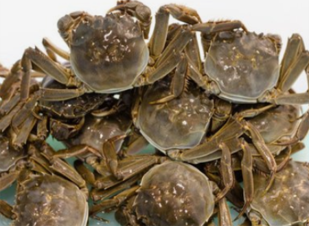 抗生素螃蟹 抗生素螃蟹
