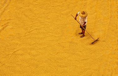 糧食嘔吐毒素 糧食嘔吐毒素