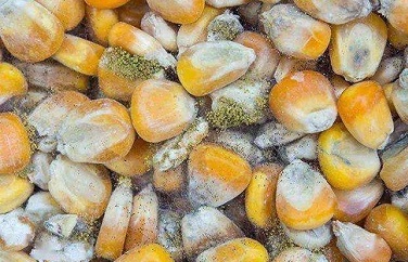 黃曲霉毒素 黃曲霉毒素