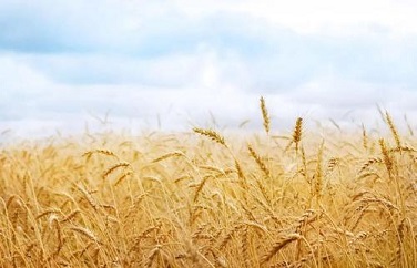 嘔吐毒素檢測儀 嘔吐毒素檢測儀