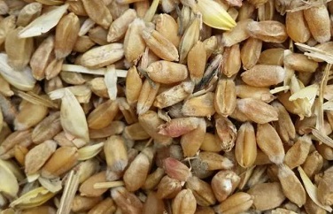 嘔吐毒素 嘔吐毒素