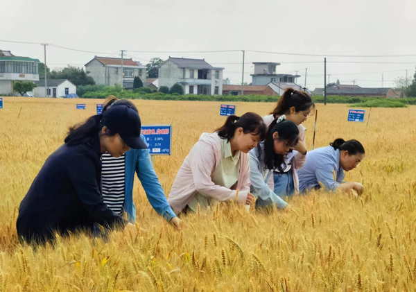 小麥全產(chǎn)業(yè)鏈綠色防控技術(shù)協(xié)同推廣計(jì)劃 小麥全產(chǎn)業(yè)鏈綠色防控技術(shù)協(xié)同推廣計(jì)劃