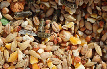 小麥嘔吐毒素 小麥嘔吐毒素