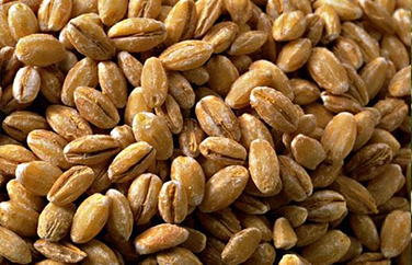 小麥嘔吐毒素 小麥嘔吐毒素