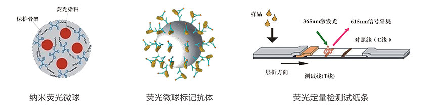 葉酸(VB9)熒光定量快速檢測試紙條檢測原理 葉酸(VB9)熒光定量快速檢測試紙條檢測原理